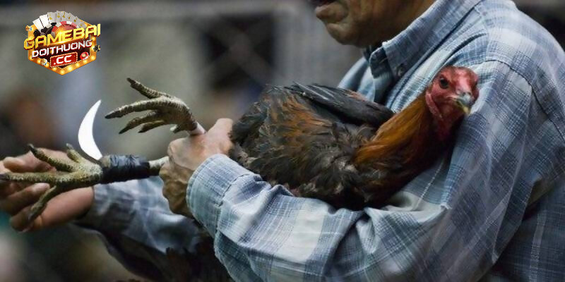 Khái niệm đá gà cựa dao