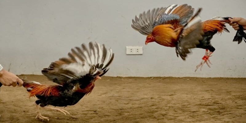 Một số thách thức trong đá gà bình luận viên